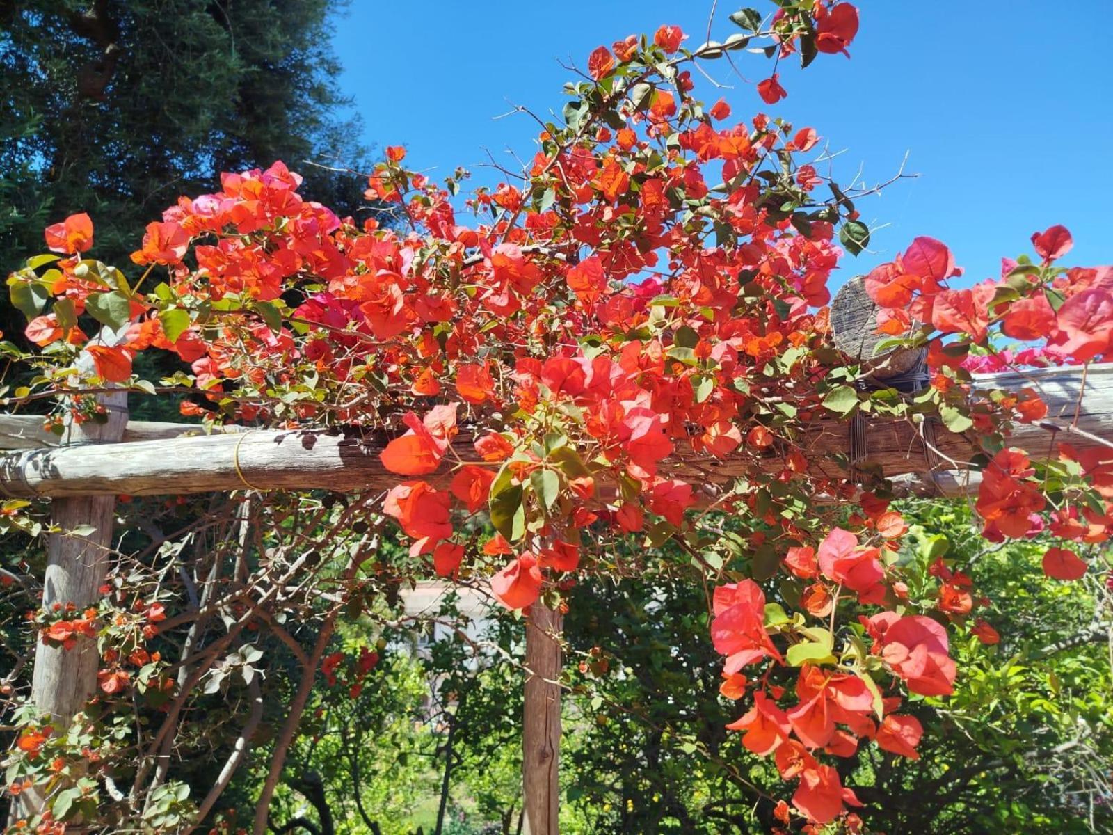 Un Paradiso A Sorrento Con Piscina Massa Lubrense Exterior foto